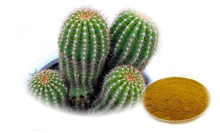 Hoodia gordoni sebagai bagian dari Reduslim