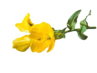 Minyak primrose dalam Reduslim