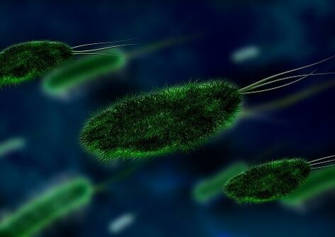 Penyebab maag adalah bakteri - Helicobacter