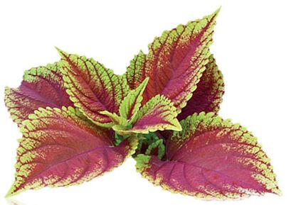coleus forskolia sebagai bagian dari Reduslim